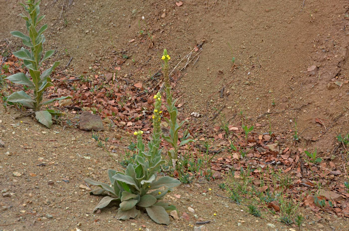 Common Mullein is a weedy species that grows in a variety of habitats including disturbed areas, waste grounds and roadsides.  Verbascum thapsus 